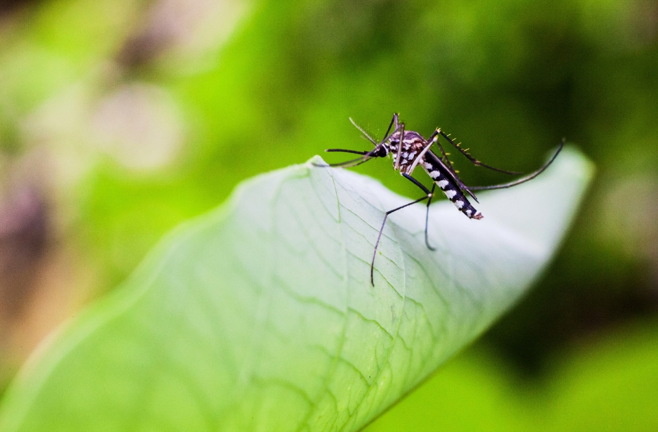 Un mystère vieux de 80 ans résolu : les moustiques propagent l’ulcère de Buruli carnivore