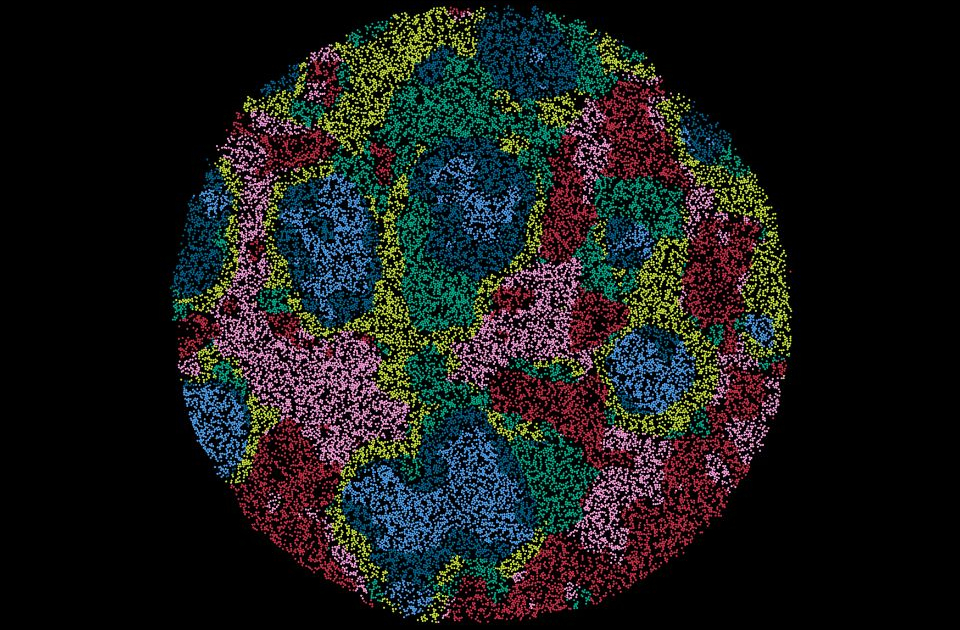 La tecnologia avanzata rivela il comportamento delle cellule immunitarie nell’infezione da malaria