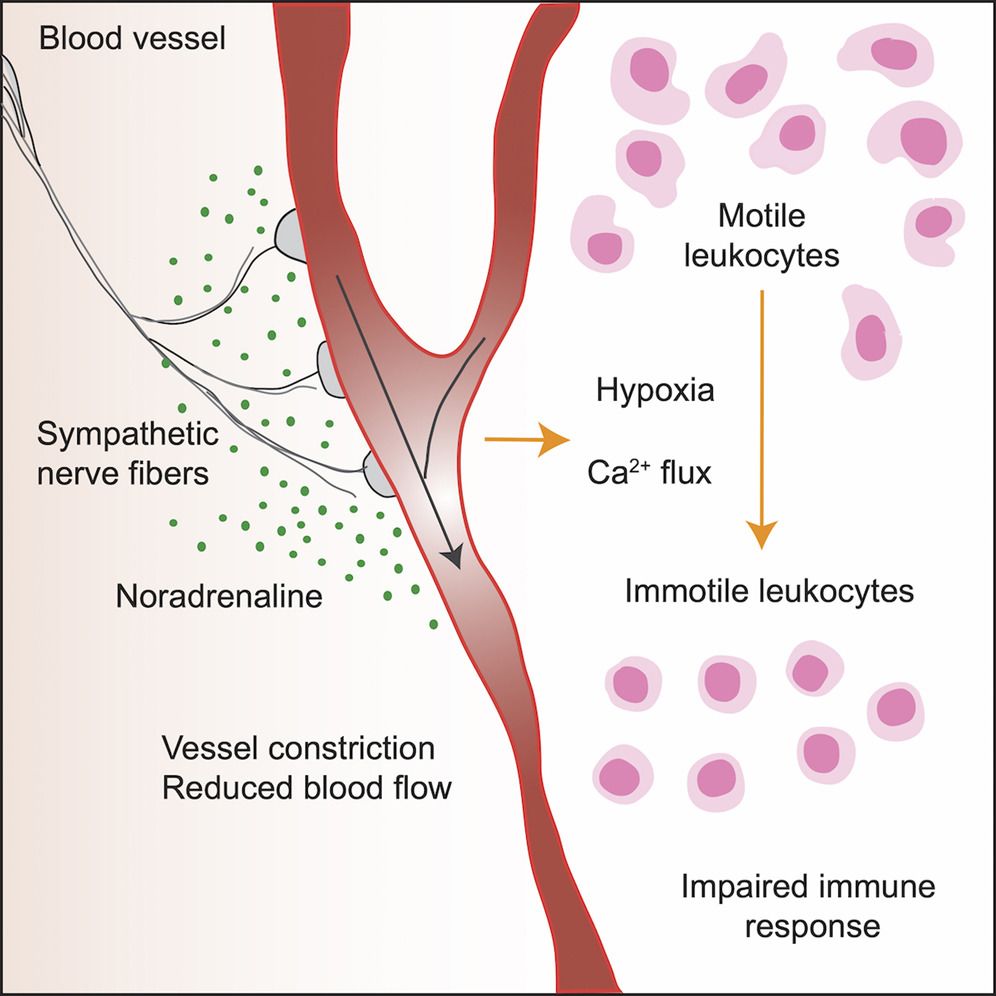 Graphical abstract Adrenergic regulation of the vasculature impairs leukocyte interstitial migration and suppresses immune responses