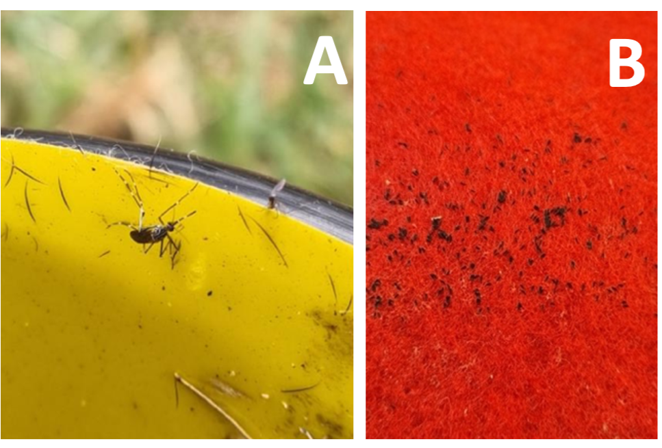 Figure 1:  An Ae. notoscriptus mosquito caught on a sticky Gravitrap (A) and a close up of mosquito eggs on a piece of red felt taken from a monitoring trap (Ovitrap) (B).