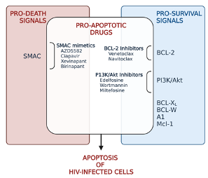 Classes of drugs that can trigger apoptosis (created in Biorender.com)