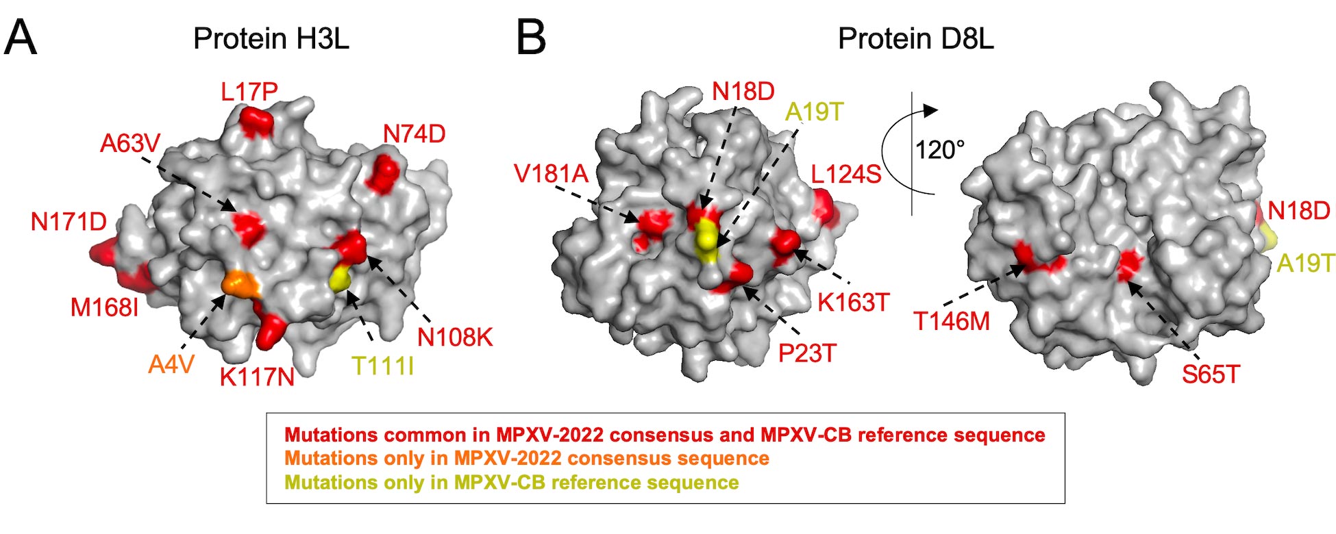 Figure 1. Mapping mutations observed in 2022 monkeypox viruses (MPXV-2022) and Congo Basin clade of monkeypox (MPXV-CB) on the structure available for vaccinia virus (VACV) surface proteins: (A) H3L [PDB ID: 5EJ0] and (B) D8L [PDB ID: 4E9O].