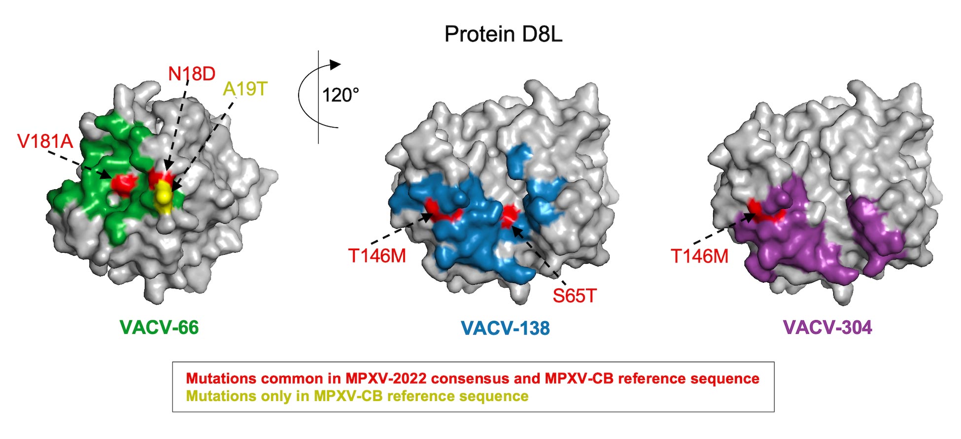 Figure 2. MPXV-2022 does not comprise any new mutations relative to the MPXV-CB reference sequence in the epitopes of the three known neutralizing antibodies (VACV-66, VACV-138, and VACV-304) in the D8L protein of VACV.
