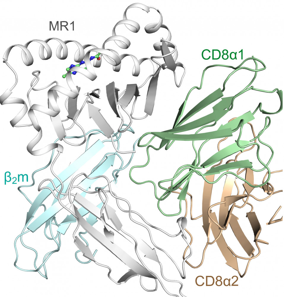 A schematic representation of the CD8 and MR1 protein interaction determined using X-ray crystallography. The MR1 protein (grey) associates with b2-microglobulin (b2m, cyan) and together this complex is bound by a CD8 protein, consisting of two CD8a subunits (CD8a1 in green, CD8a2 in brown). The finger-like extensions of the CD8 protein latch onto a flexible loop on the lower portion of the MR1 protein. This region is the primary contact site between CD8 and MR1 proteins and mutation of this site abolishes the interaction.
