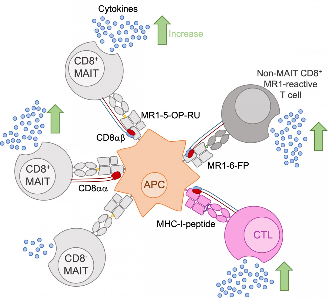 It is well established that CD8ab binds to MHC-I concomitantly with the T cell receptor (TCR) and this way enhances the TCR-MHC-I interaction and thereby the cytokine production by conventional T cells. We now show that CD8aa and CD8ab expressed by MAIT cells also binds to MR1, leading to increased cytokine production by MAIT cells. In addition, the interaction between CD8ab expressed by non-MAIT MR1-reactive T cells and MR1 is critical for their cytokine production. 