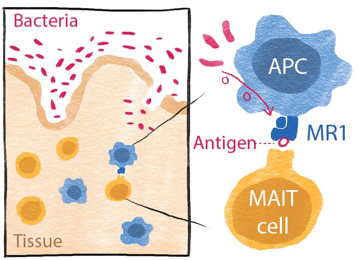 Our immune system senses bacteria when cells equipped with the protein called ‘MR1’ captures small molecules (antigens) and presents them to powerful immune cells called ‘MAIT cells’. 