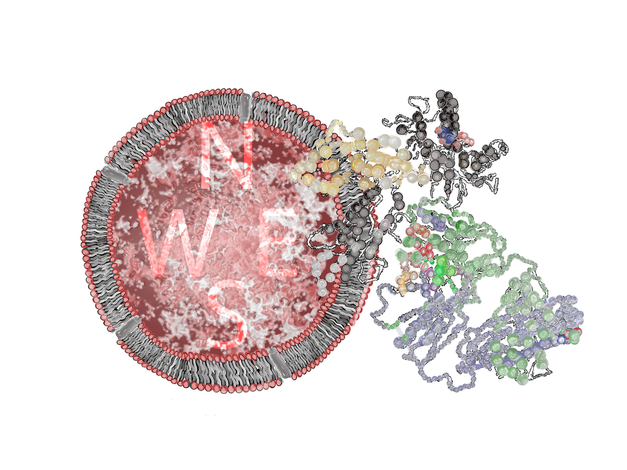 Artwork of a gamma delta T cell receptor interacting with MR1. Artwork: Dr Erica Tandori, Artist in Residence, Department of Biochemistry & Molecular Biology/  School of Biomedical Sciences, Monash University. 