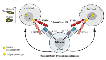 A graphical representation of genes required for γδ T cells to be activated by phosphoantigens. Credit: Marc Rigau