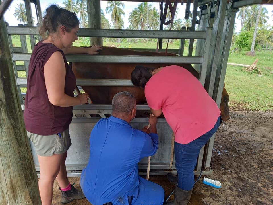 Dr Harriet Thornton leading training with paraveterinarians in Samoa.