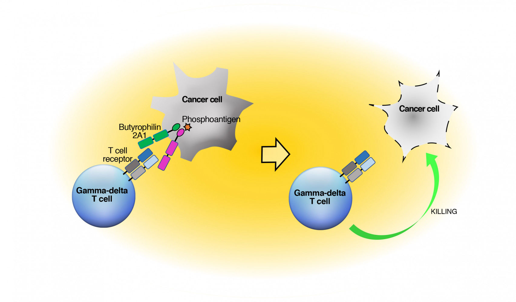 A graphical representation of how gamma T cells detect infections and cancers. Credit Adam Uldrich.