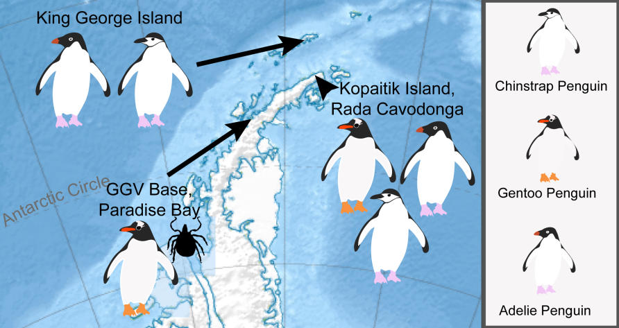 Penguin viruses in the frozen continent | Doherty Website