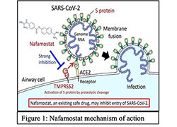 Nafamostat mechanism of action