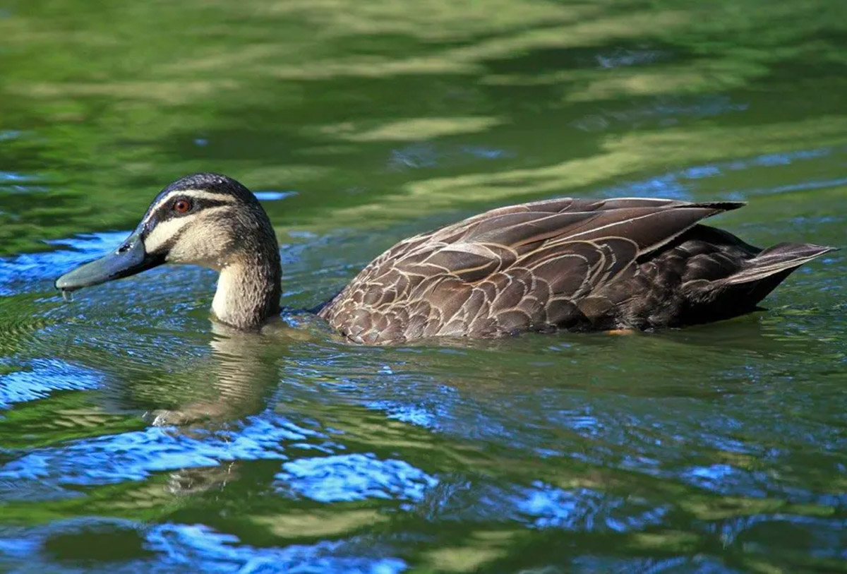 Pacific Black Ducks are nomadic within the Australian-Papuan area. Credit Michelle Wille