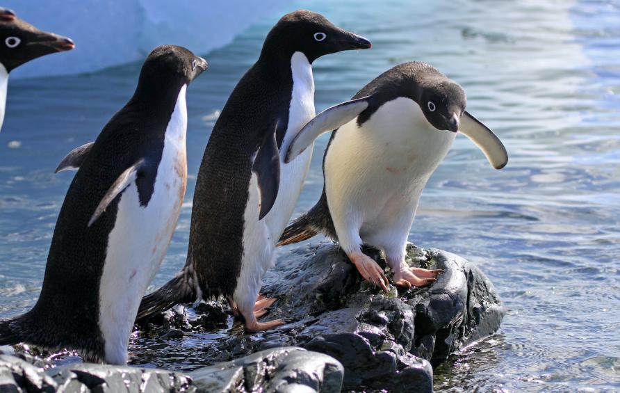 Penguins have ticks and these ticks carry viruses that may infect penguins. Picture: MIchelle Wille