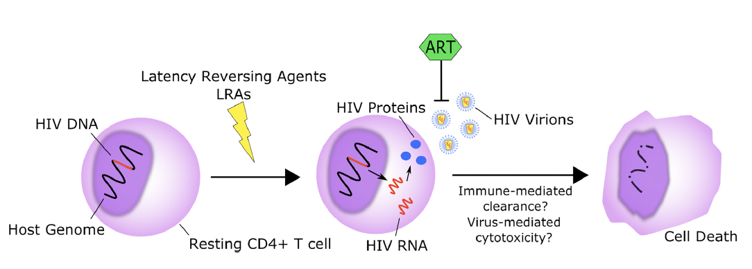 Getting the “kill” into “shock and kill”: strategies to eliminate latent HIV | Doherty Website