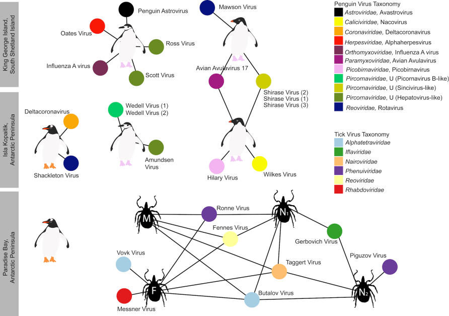 The viruses found in each sample library. Each penguin figure represents a sample library, and the connected circles are the viruses found. If the circles are connected to more than one penguins/ticks, it indicates these viruses were found in more than one sample library. The viruses are coloured by taxonomy. Picture: Reproduced from the International Society for Microbial Ecology Journal