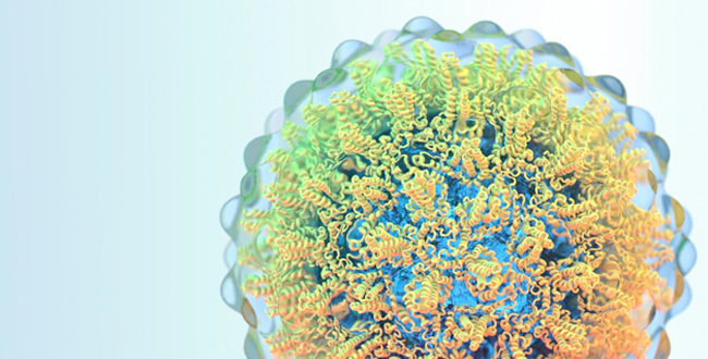A computer-generated image of the hepatitis B virus. (Jason Roberts, Doherty Institute)