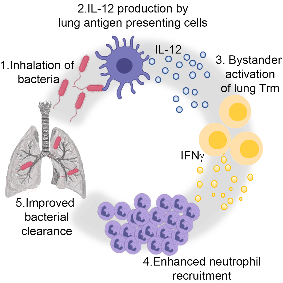 bacterial pneumonia cell