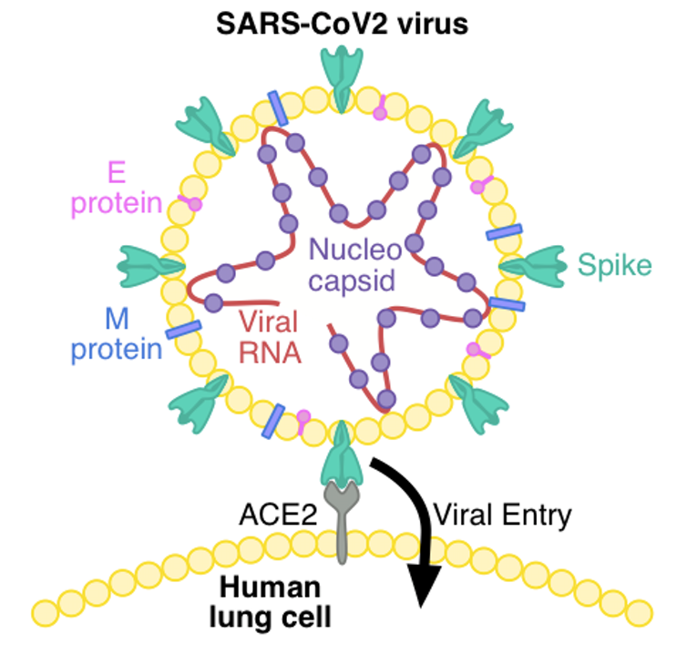 The spike protein may be a good target for a potential vaccine. Author provided