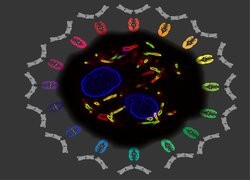 Antibody function may help keep tuberculosis infection under control