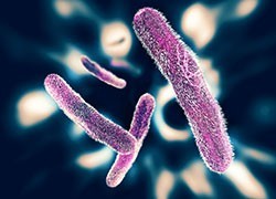 Melbourne researchers discover highly drug-resistant strain of Shigella