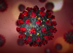 Understanding a pandemic virus: SARS-CoV-2 vs innate immunity