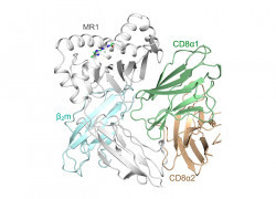 New study unlocks fundamental understanding of MAIT cells