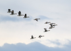 Research confirms bird flu has not entered Australia