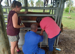 Strengthening diagnosis and treatment of cattle lameness in Samoa to improve appropriate use of antibiotics