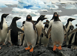 Penguin viruses in the frozen continent
