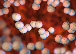 Bacteria discreetly dwelling in throat revealed to be primary source of Strep A transmission