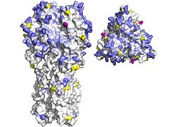 Breakthrough in influenza B immunity