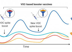 Immune imprinting and COVID-19 vaccine design: could an annual designer vaccine arm us for the future?