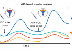 Immune imprinting and COVID-19 vaccine design: could an annual designer vaccine arm us for the future?
