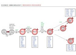 How a MAIT cell becomes a MAIT cell