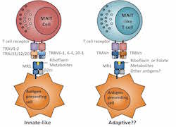 Researchers discover new population of human T cells