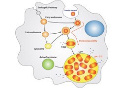 What do bacterial pathogens eat? - On the importance of basic research