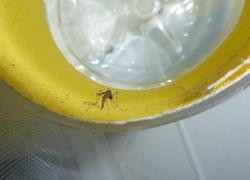 Outsmarting Zika and Dengue Fever