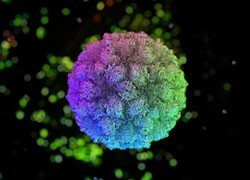 Doherty Institute researchers identify new strain of norovirus