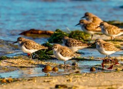 How our ‘avian athletes’ could spread influenza