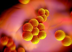 Researchers come together to discuss invasive staphylococcal disease in Australia