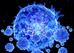 T cells are first responders against breakthrough COVID infection, study finds