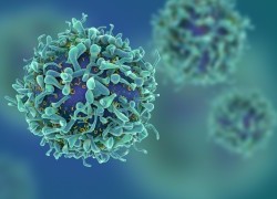 New understanding of gamma delta T cells to aid development of more effective immune-based therapies