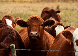 $1.5m secured for world-first Buruli ulcer study