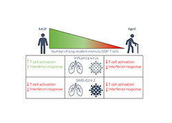 New study shows our immune response to respiratory infections wanes with age