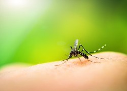 Forming a front-line defence against malaria