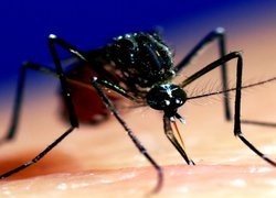 New Australian-led malaria research powerhouse gears up to hunt down malaria across the Asia-Pacific