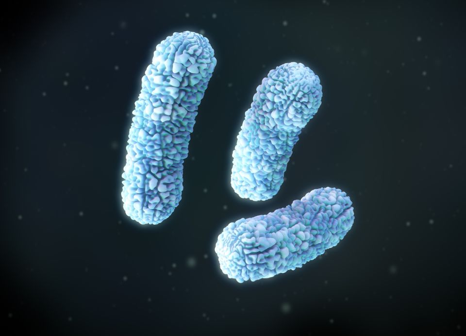 Burkholderia cepacia bacteria 3D image render