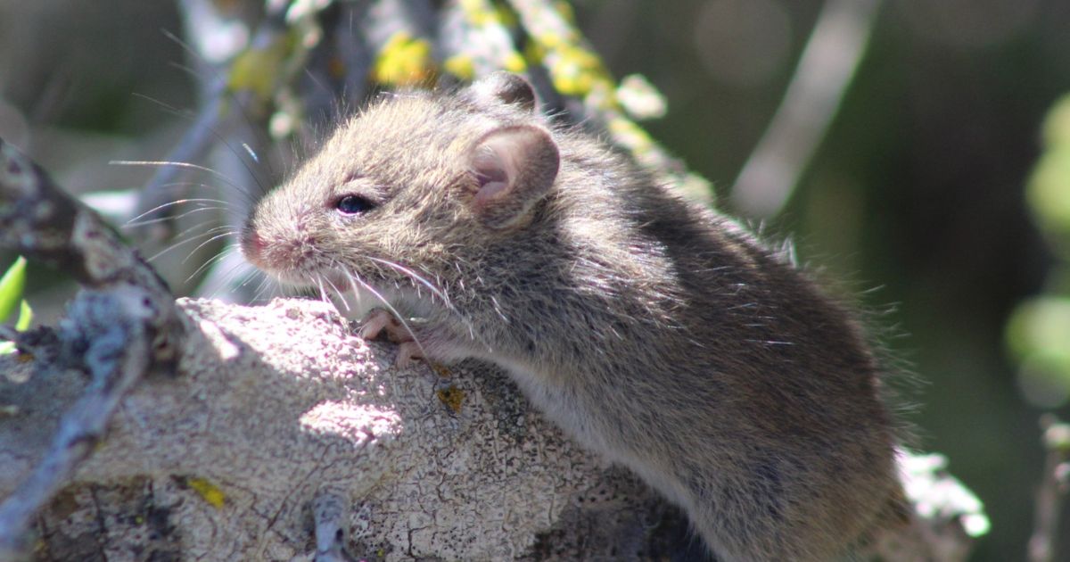 Hantavirus: Your questions answered - Doherty Institute