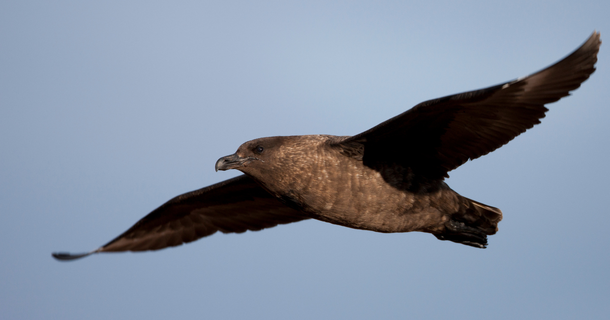 The first case of H5N1 bird flu in Australia has been confirmed. What ...